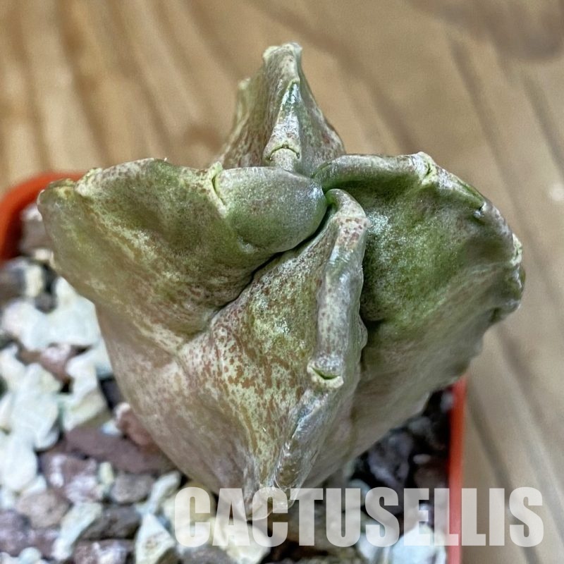 SH31804 Whitesloanea crassa