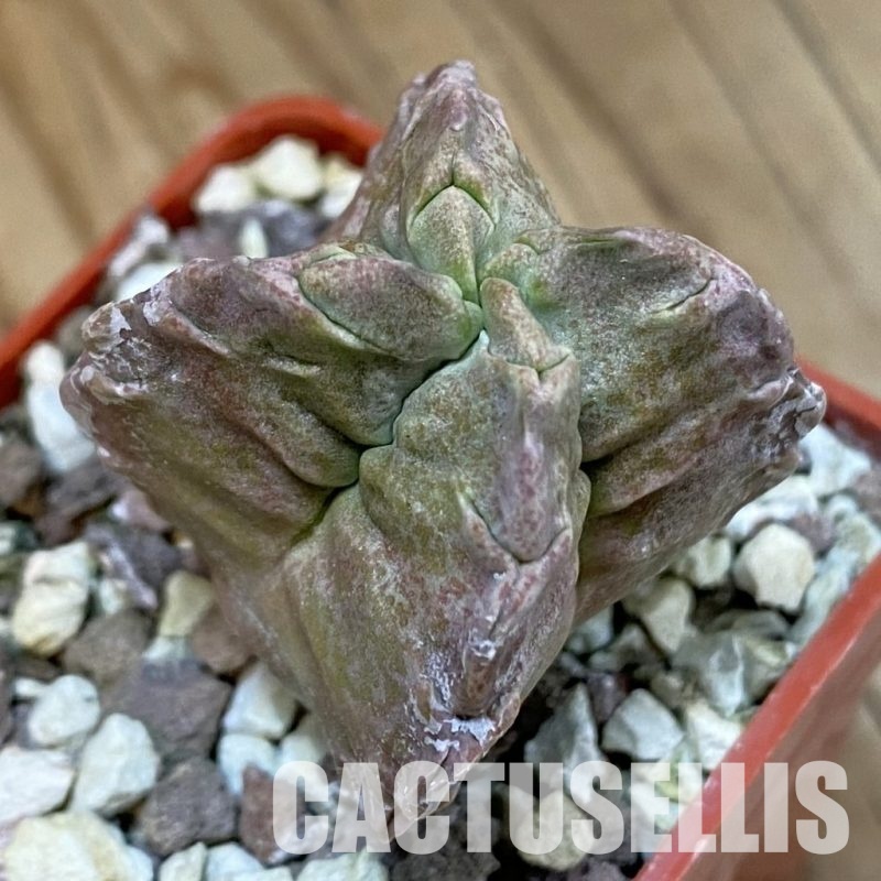 SH31805 Whitesloanea crassa