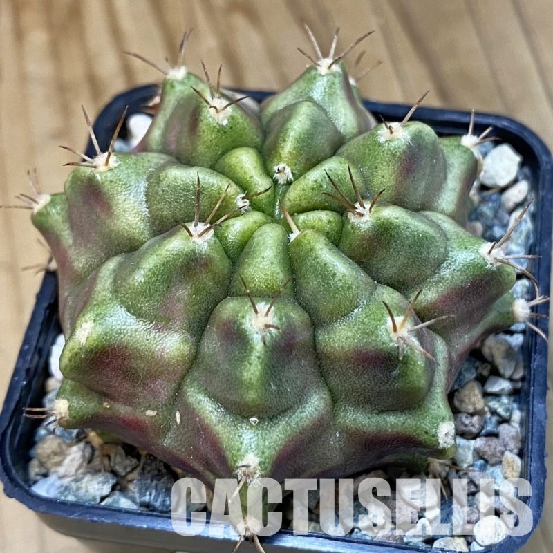 SH31806 Gymnocalycium mihanovichii ‘Purple Nebula’