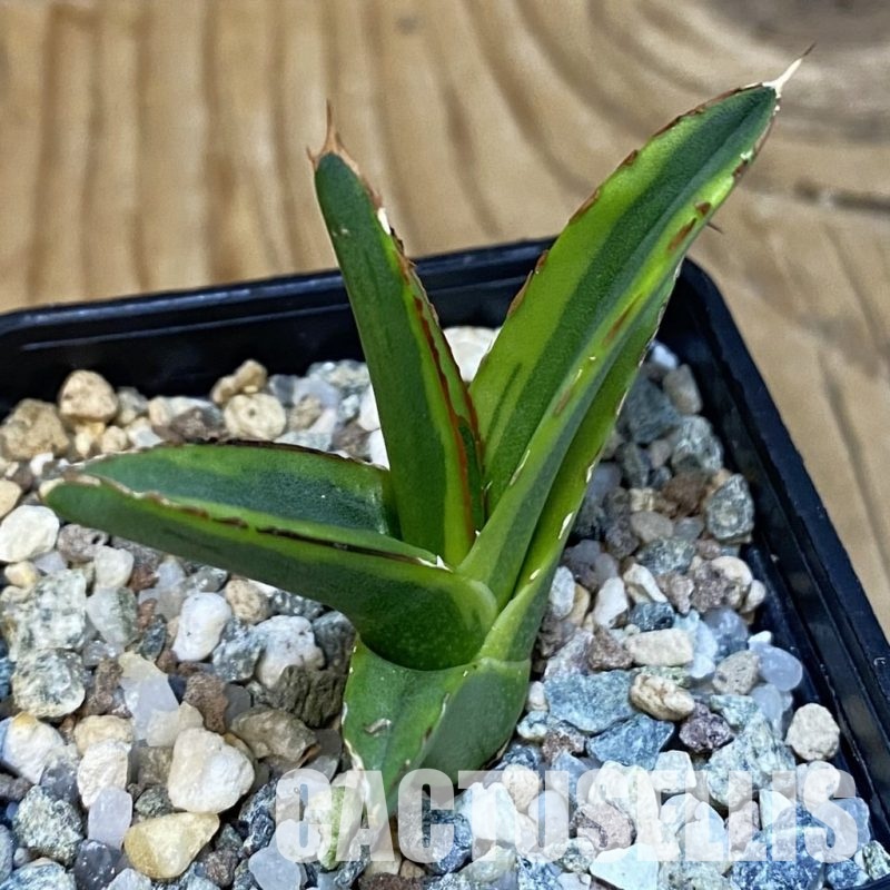 SH31807 Agave victoriae-reginae f. variegata