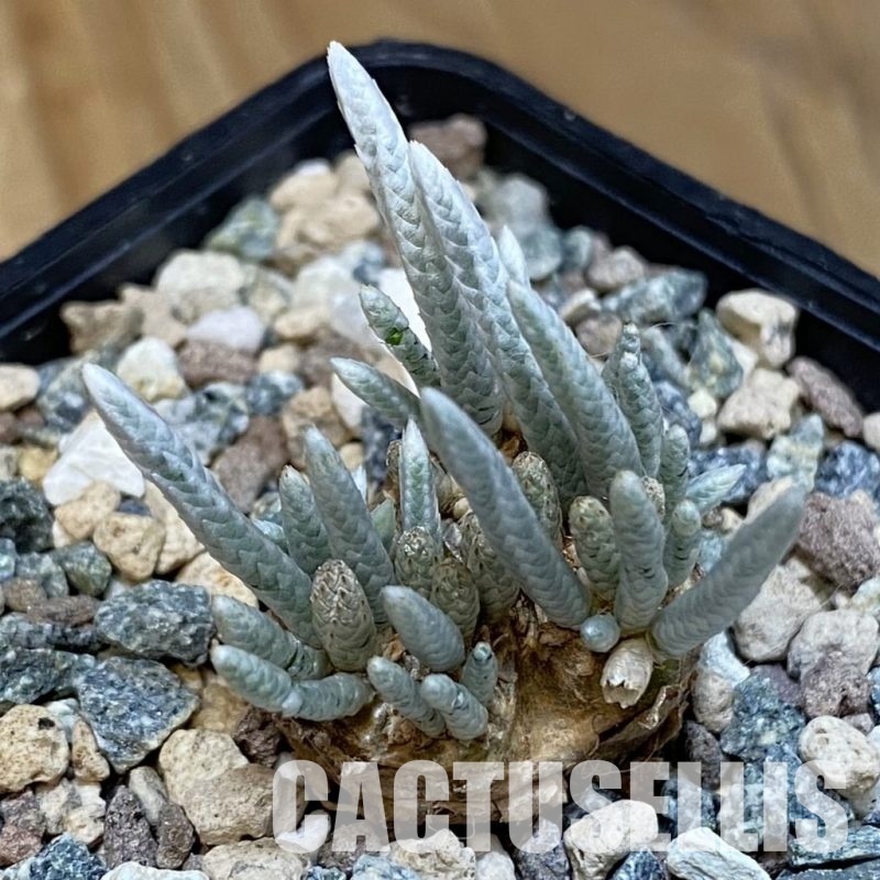 SH31808 Avonia alstonii