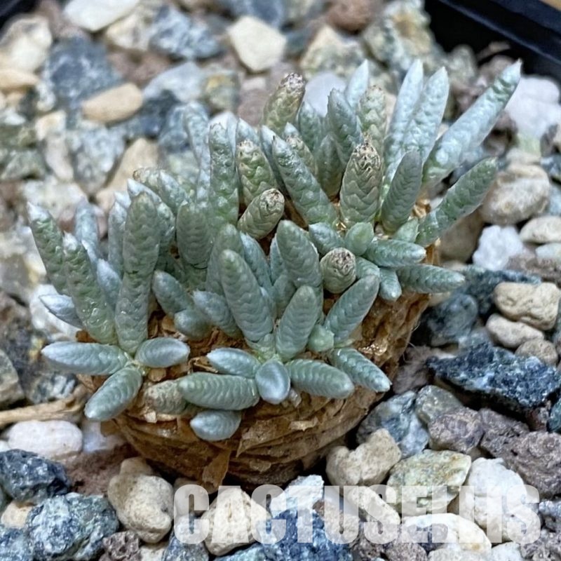 SH31809 Avonia alstonii