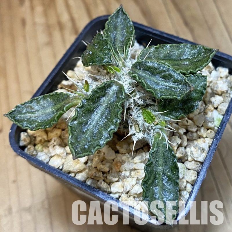 SH31810 Euphorbia tulearensis