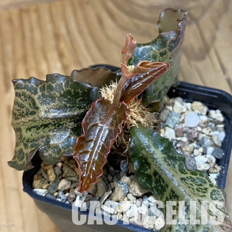 SH31811 Euphorbia francoisii hybrid