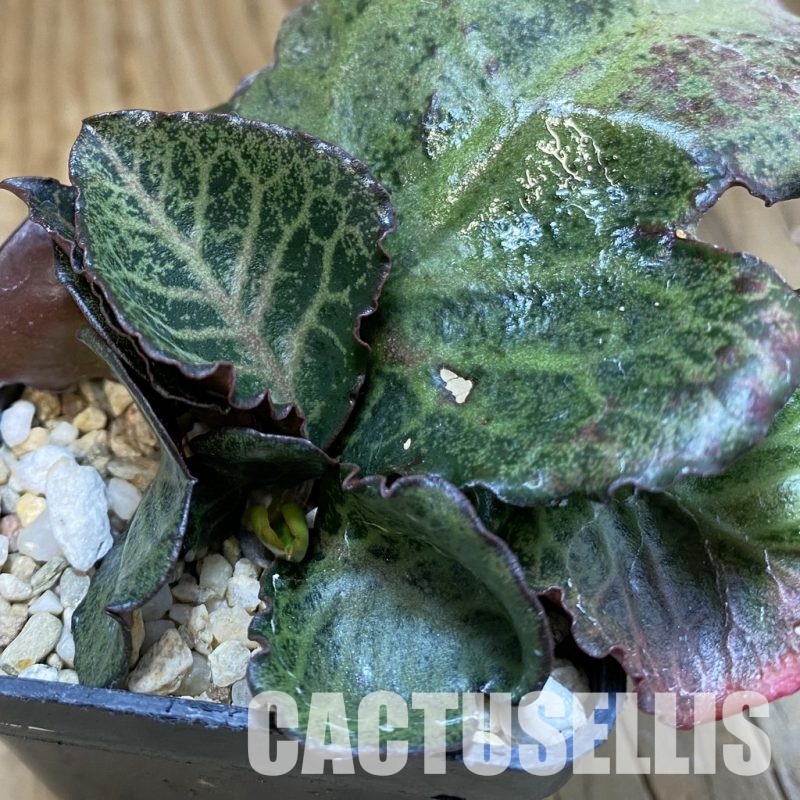 SH31812 Euphorbia francoisii hybrid