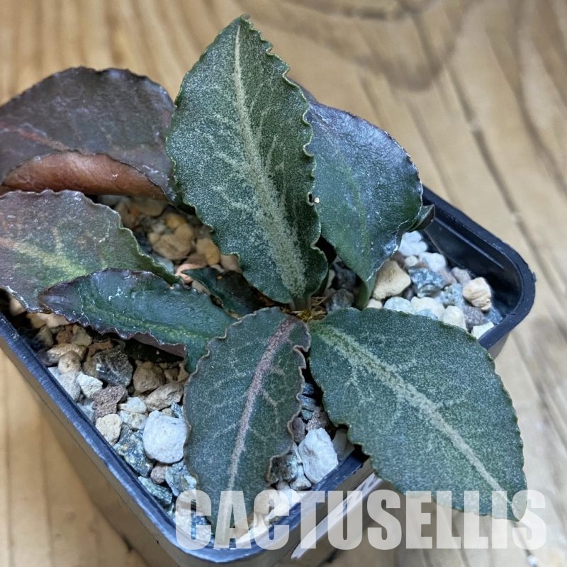 SH31813 Euphorbia francoisii hybrid