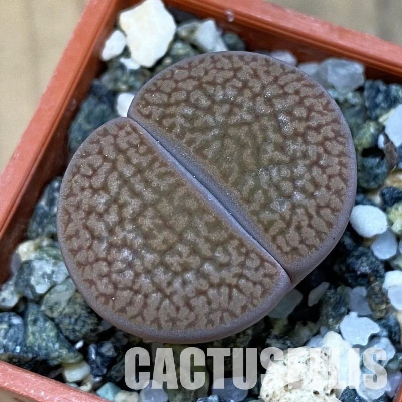 SH31897 Lithops hookeri C 53