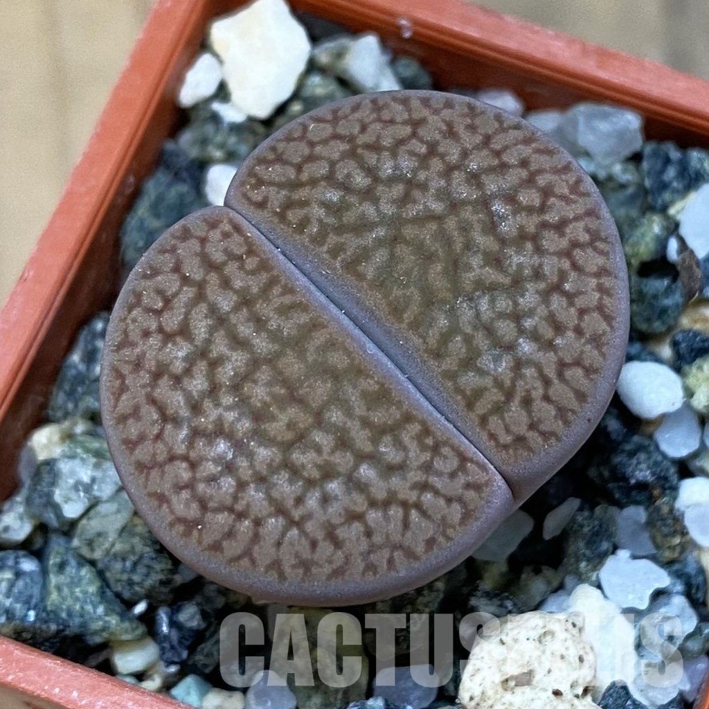 SH31897 Lithops hookeri C 53