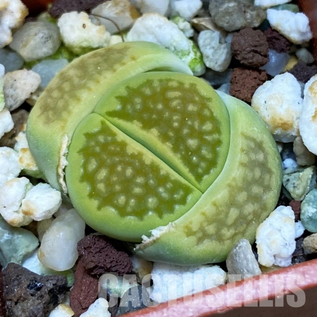SH31898 Lithops hallii 'Green Soapstone'
