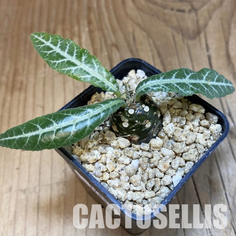 SH31857 Dorstenia lancifolia