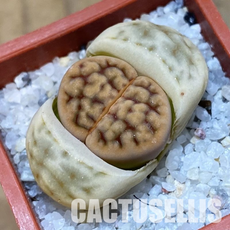 SH31901 Lithops karasmontana v. erniana