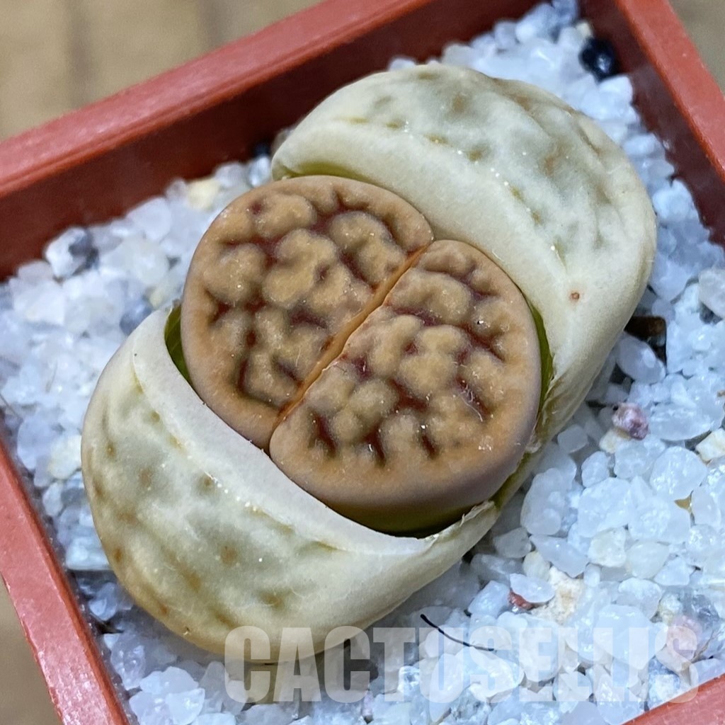 SH31901 Lithops karasmontana v. erniana