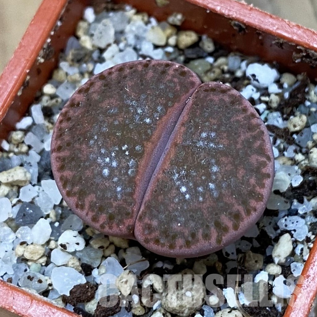 SH31902 Lithops bromfieldii ‘Embers’