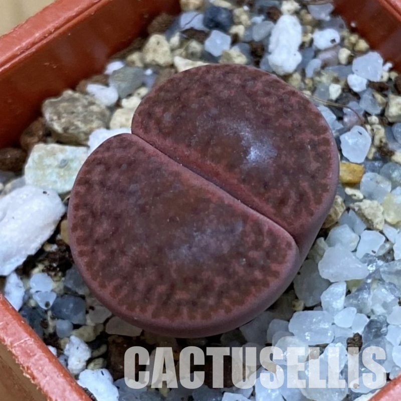 SH31903 Lithops bromfieldii ‘Embers’