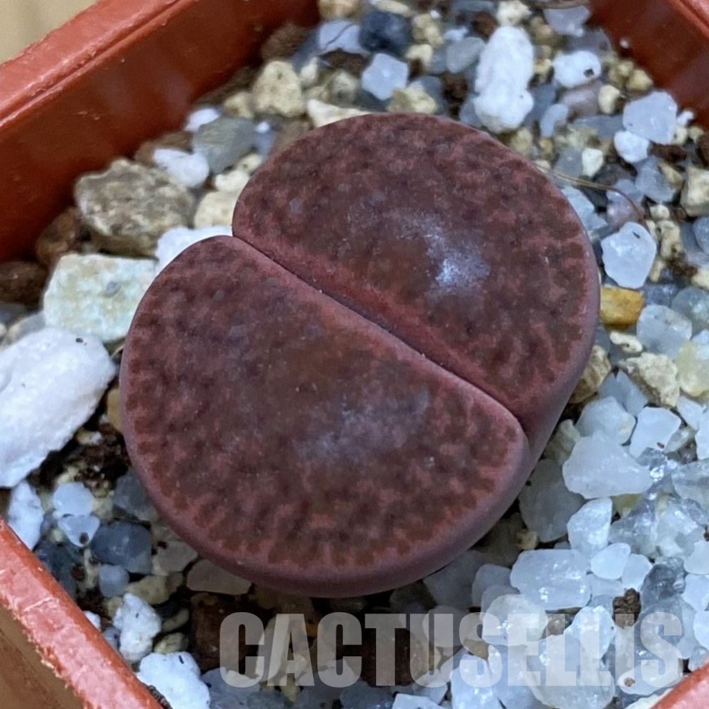 SH31903 Lithops bromfieldii ‘Embers’
