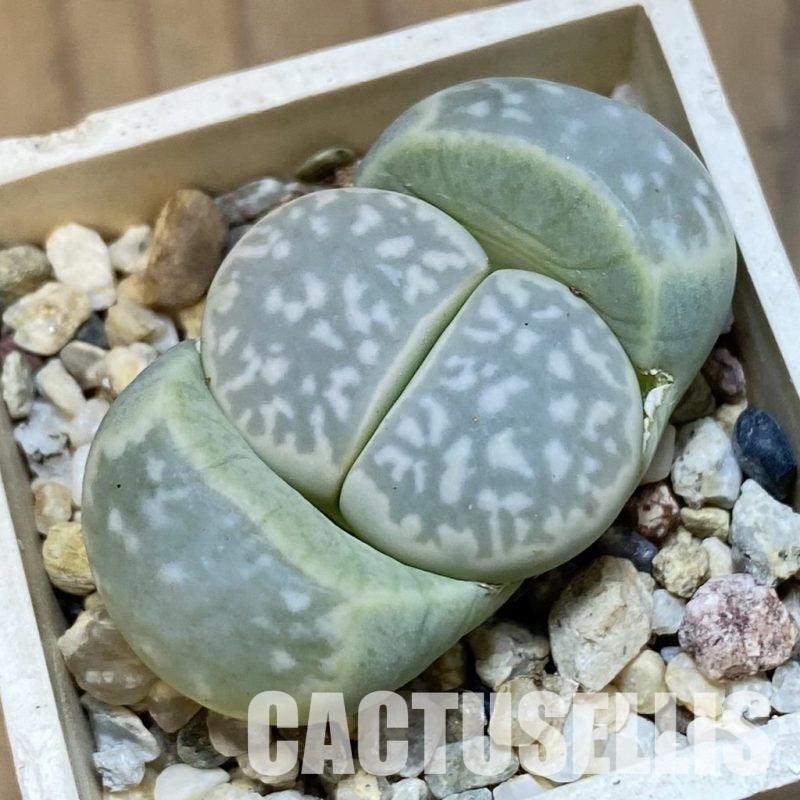 SH31904 Lithops marmorata