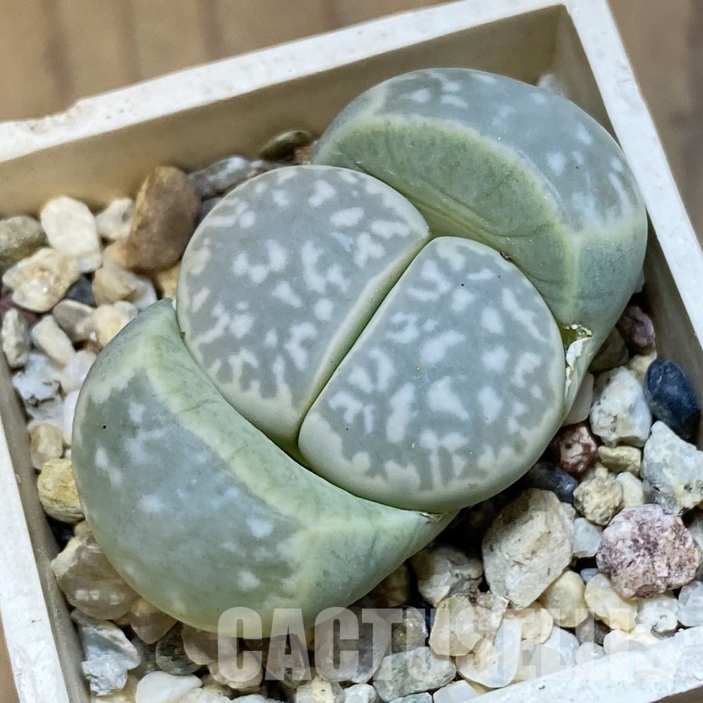 SH31904 Lithops marmorata