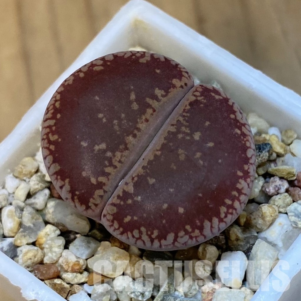 SH31905 Lithops aucampiae 'Fire Brandt'
