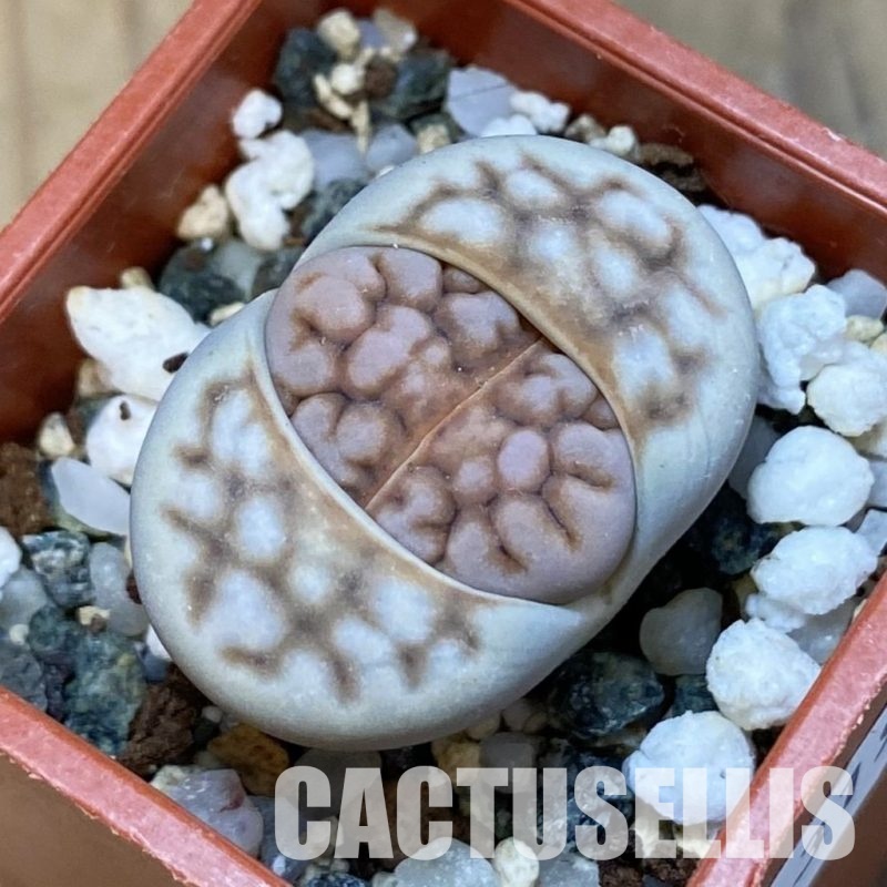 SH31908 Lithops karasmontana
