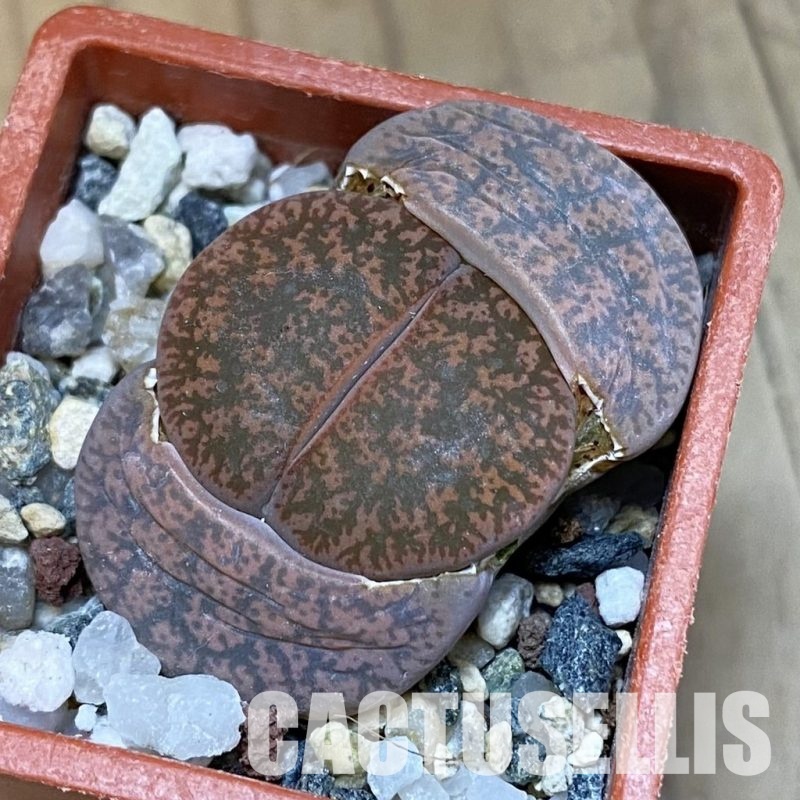 SH31909 Lithops lesliei v. rubrobrunnea