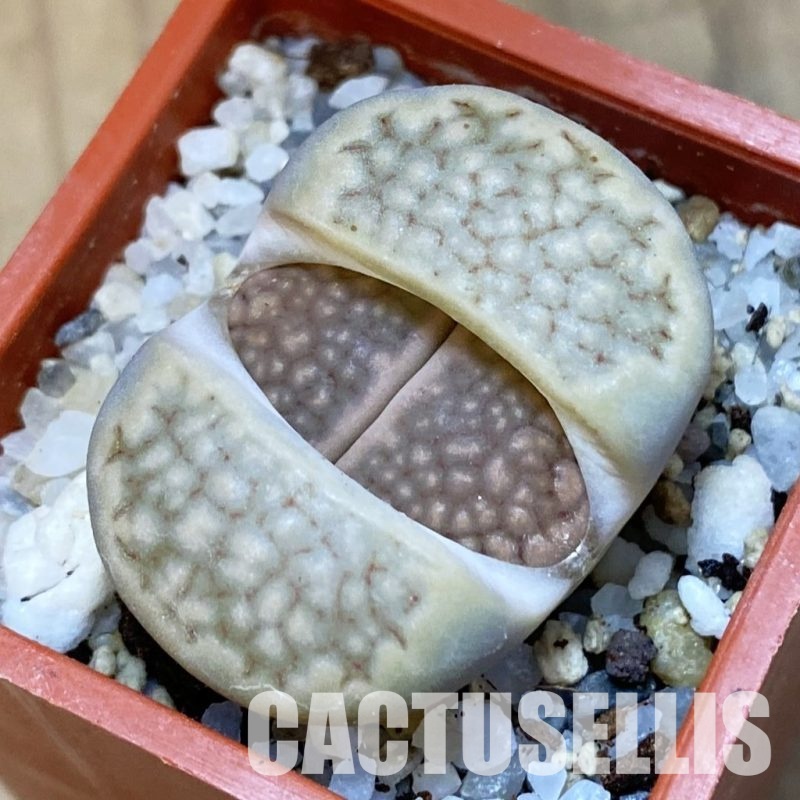SH31911 Lithops hallii