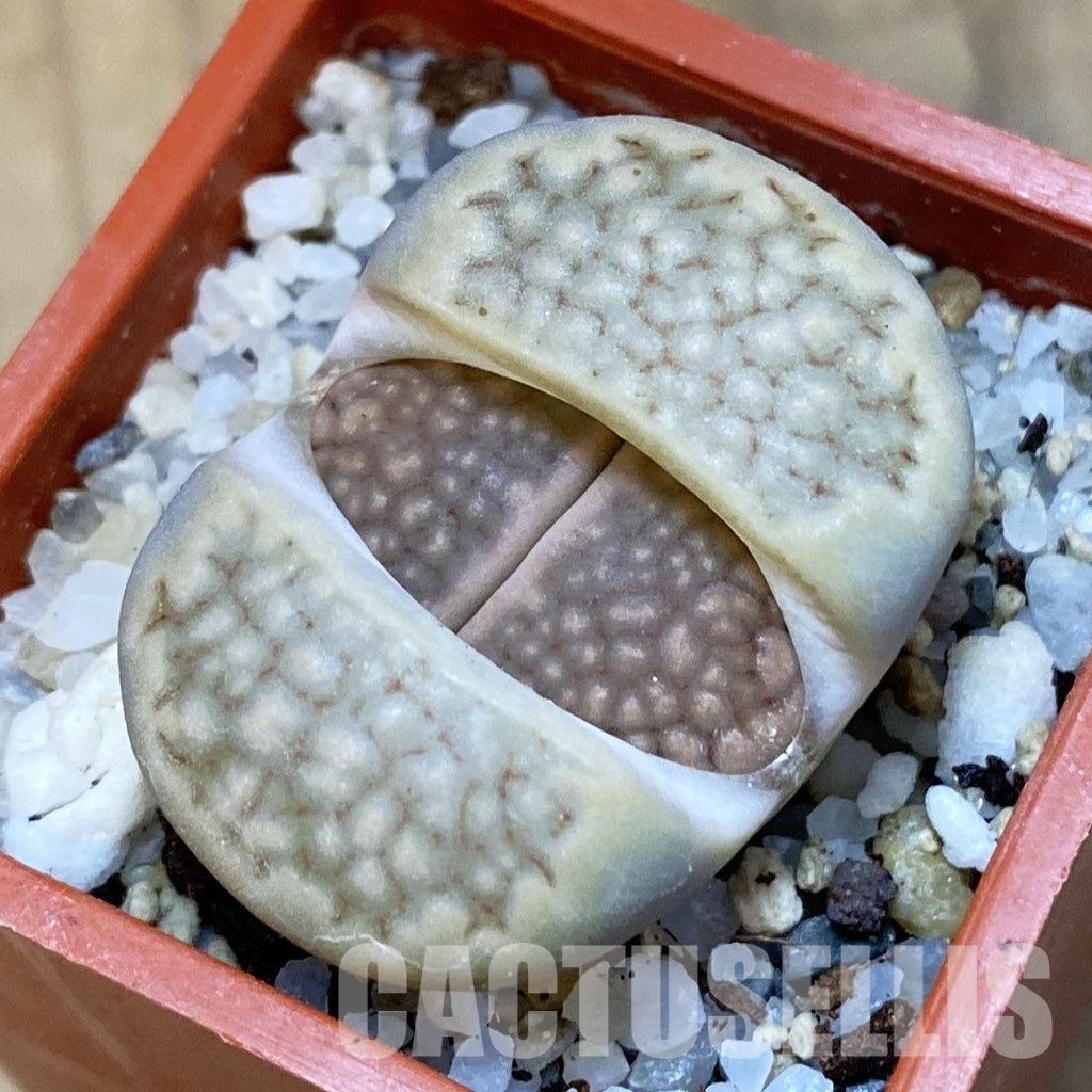 SH31911 Lithops hallii