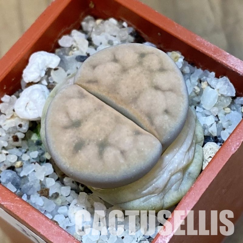SH31912 Lithops karasmontana