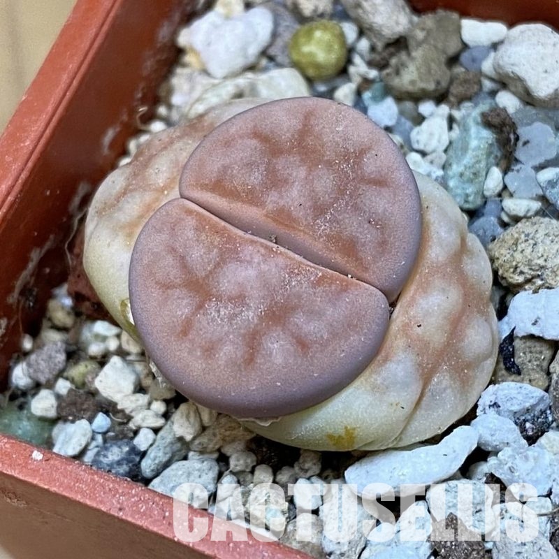SH31913 Lithops karasmontana