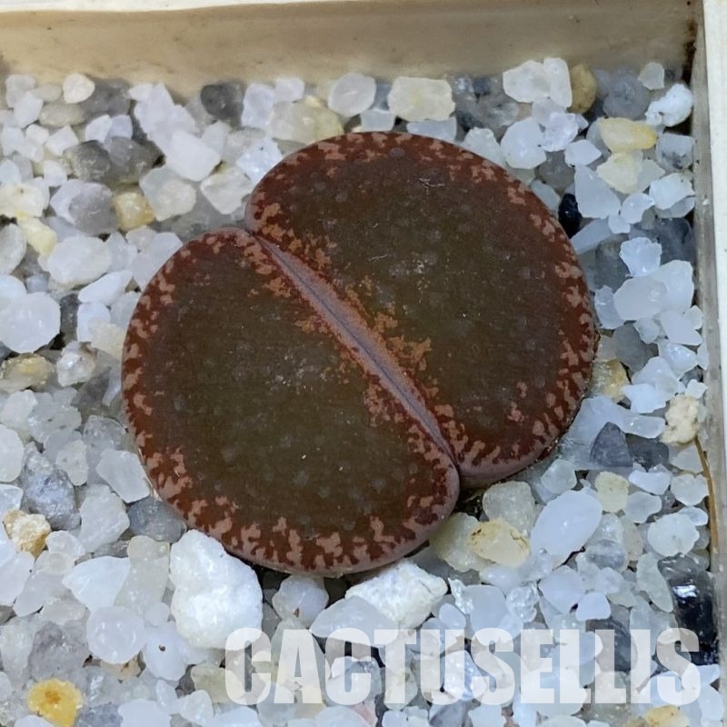 SH31914 Lithops aucampiae