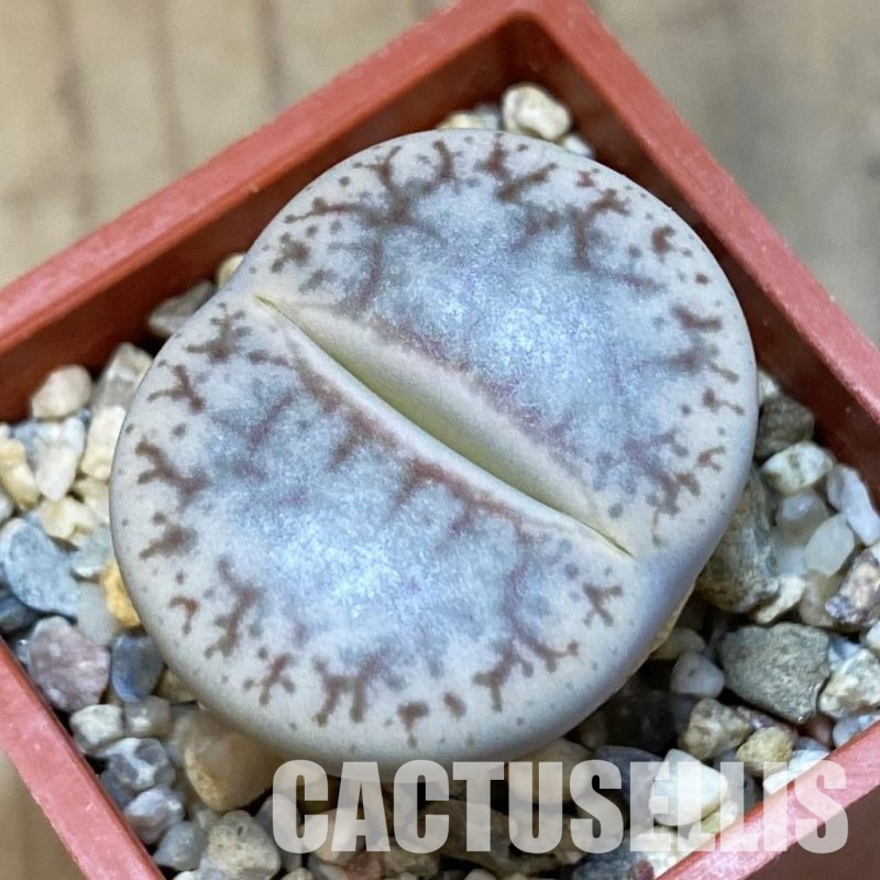 SH31915 Lithops pseudotruncatella