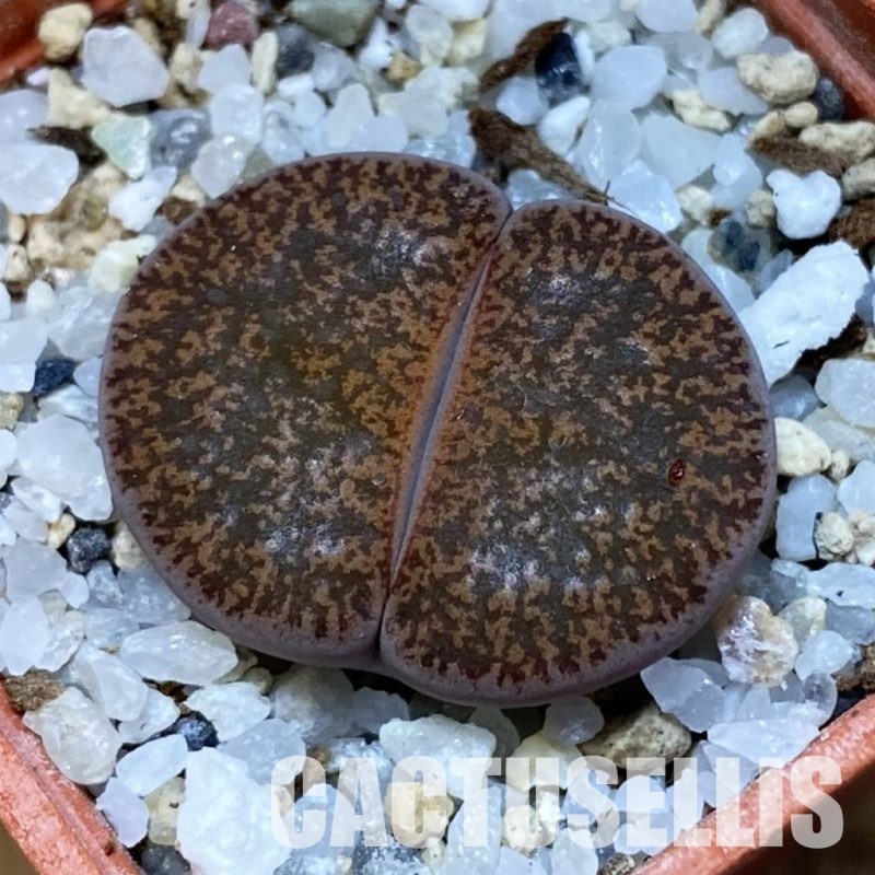 SH31916 Lithops lesliei v. mariae