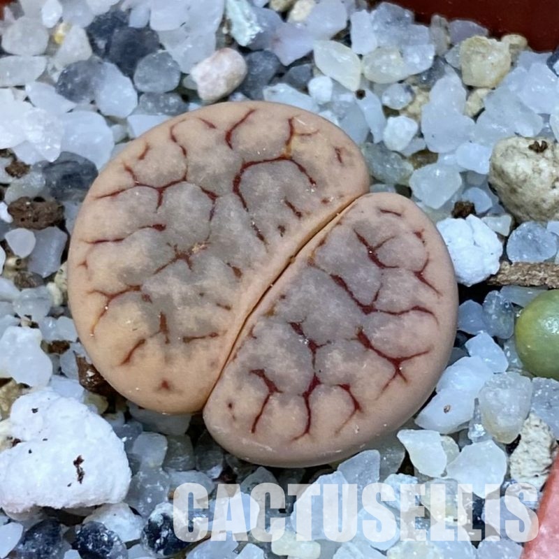 SH31917 Lithops gracilidelineata
