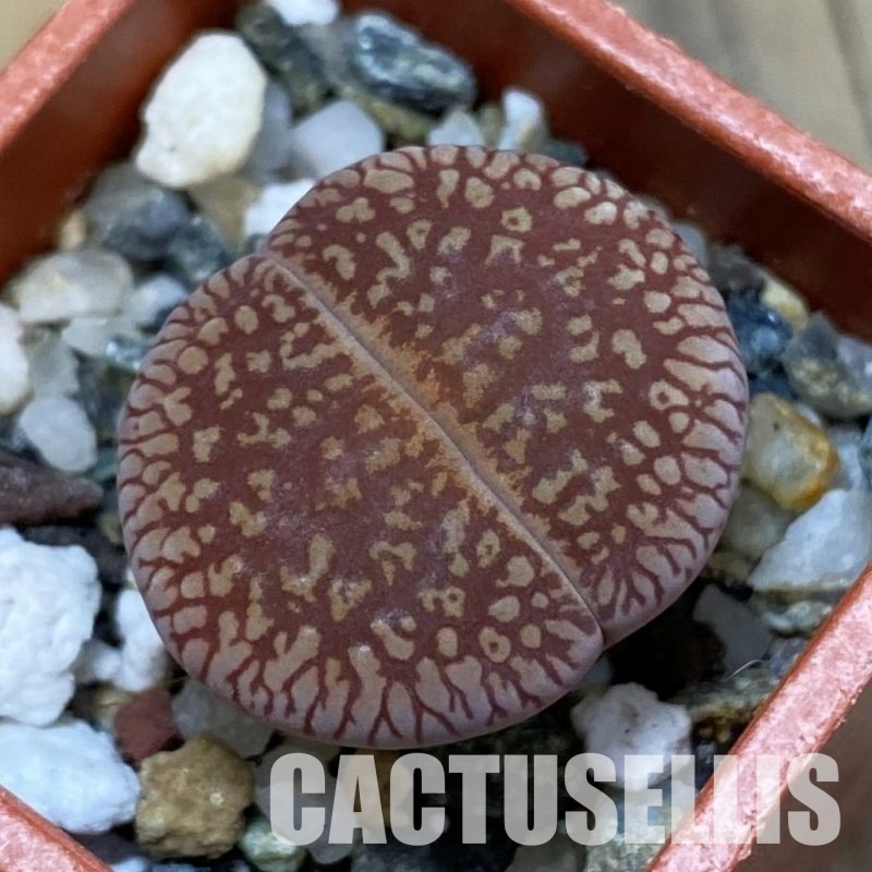 SH31918 Lithops aucampiae v. euniceae LMP 4