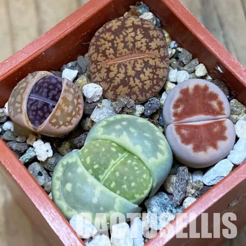 SH31919 Lithops mix