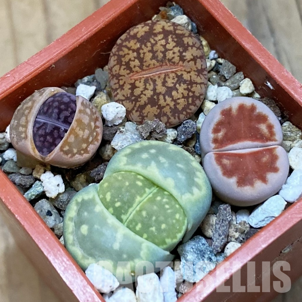 SH31919 Lithops mix