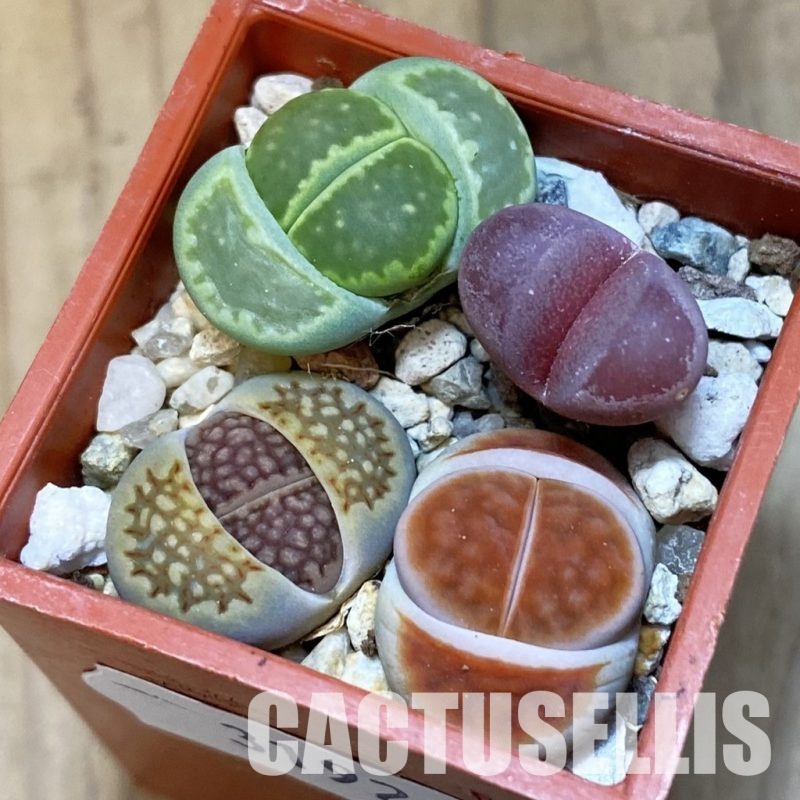 SH31920 Lithops mix