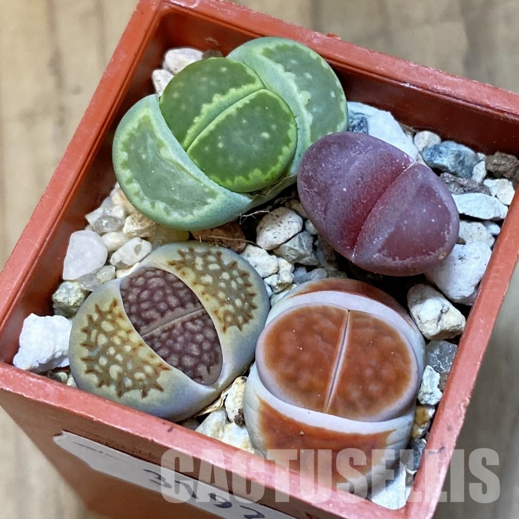 SH31920 Lithops mix