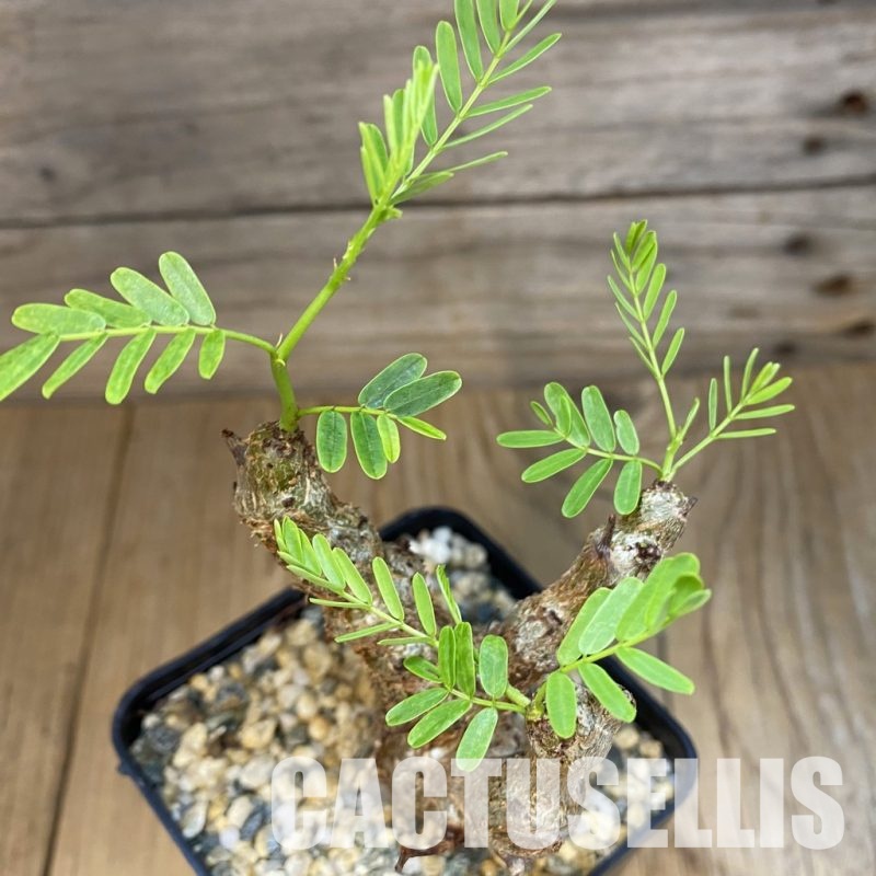 SH31858 Senna meridionalis