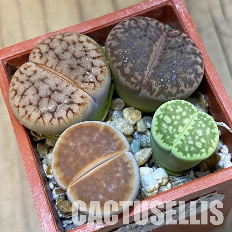 SH31921 Lithops mix