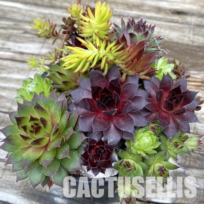 SH31922 Sempervivum mix (cold-resistant)
