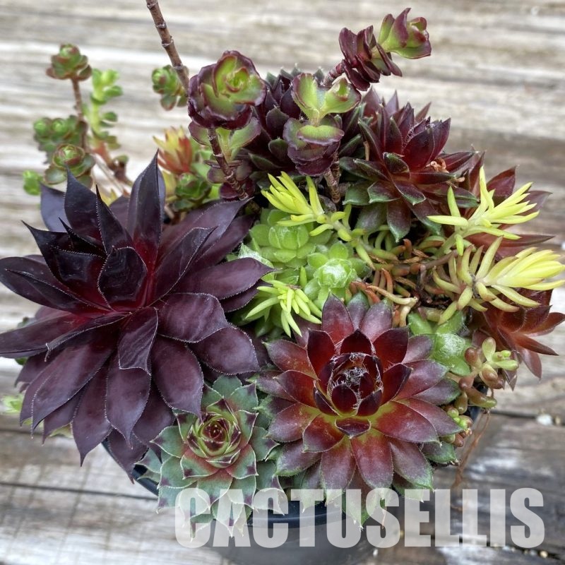 SH31923 Sempervivum mix (cold-resistant)