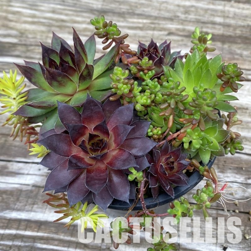 SH31924 Sempervivum mix (cold-resistant)