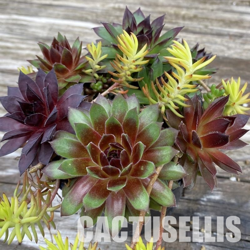 SH31925 Sempervivum mix (cold-resistant)