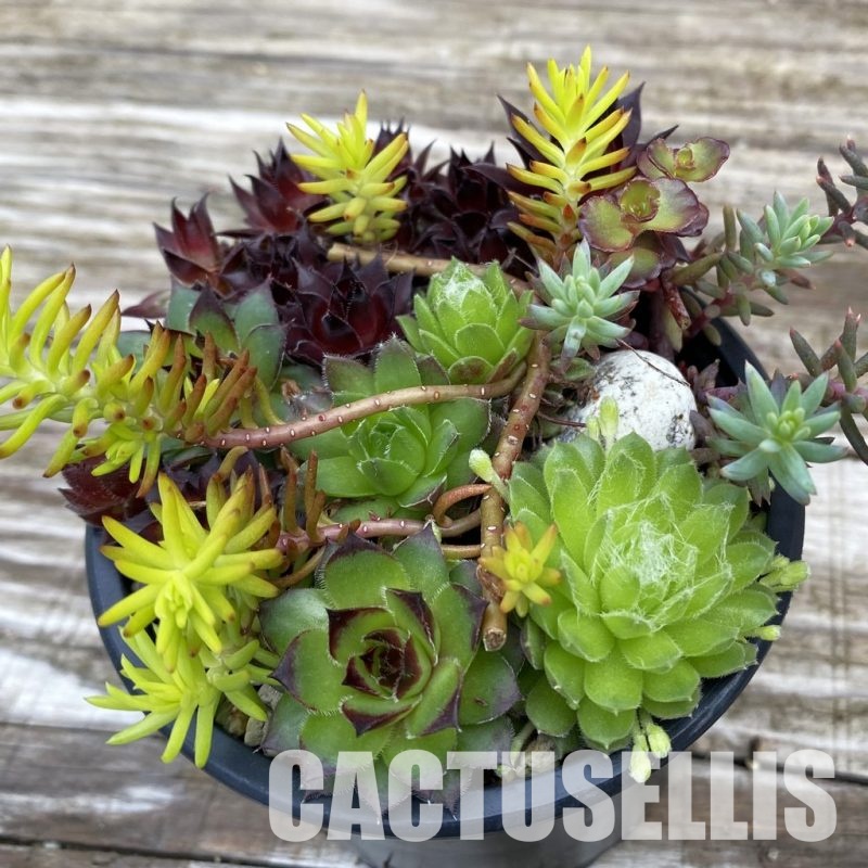 SH31926 Sempervivum mix (cold-resistant)