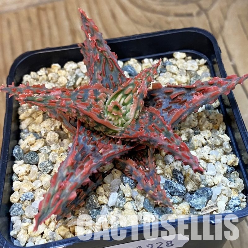 SH31928 Aloe TCT hybrid