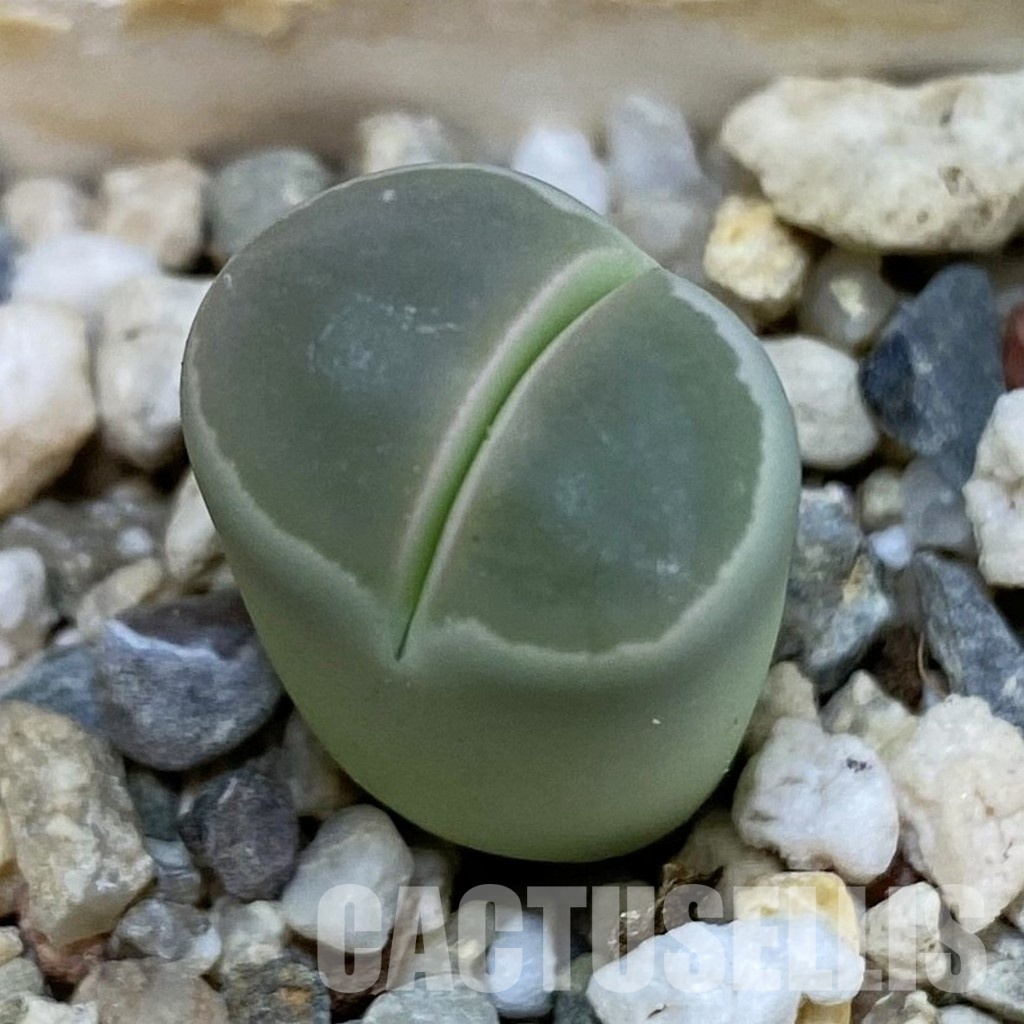 SH31873 Lithops olivacea C109