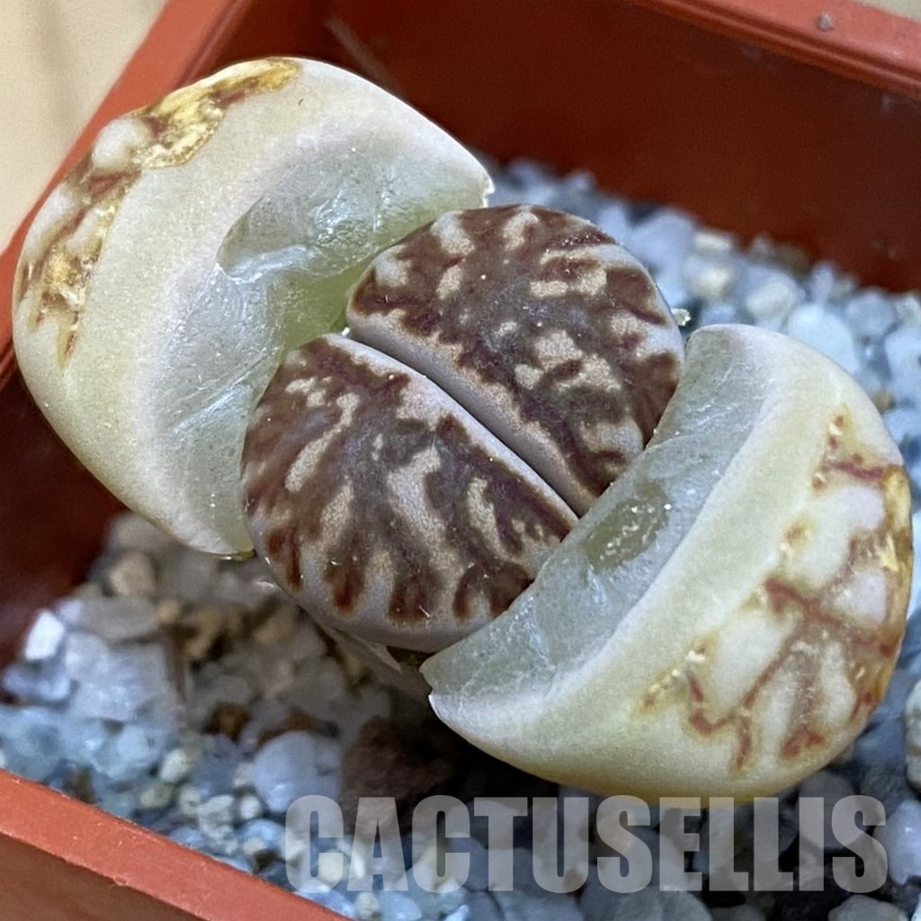 SH31910 Lithops julii 'Kikushogiyoku'