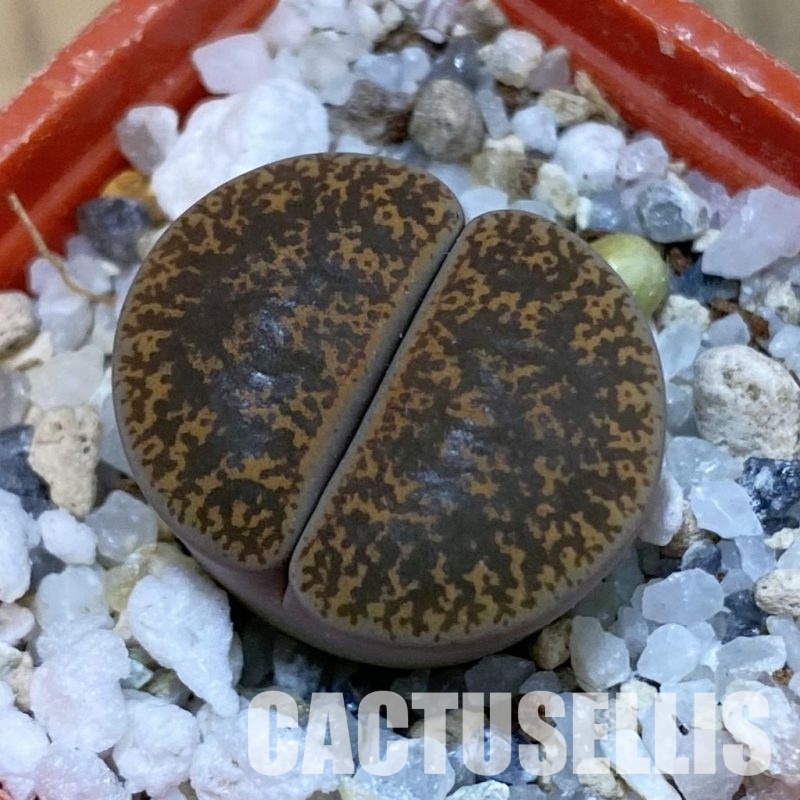 SH31927 Lithops lesliei v. minor