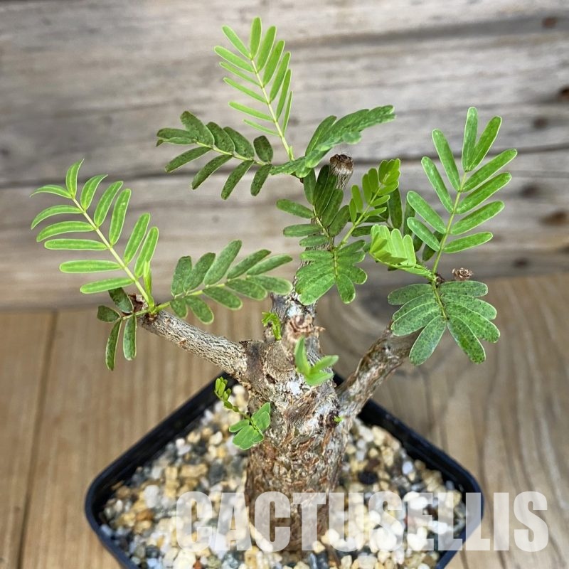 SH31859 Senna meridionalis