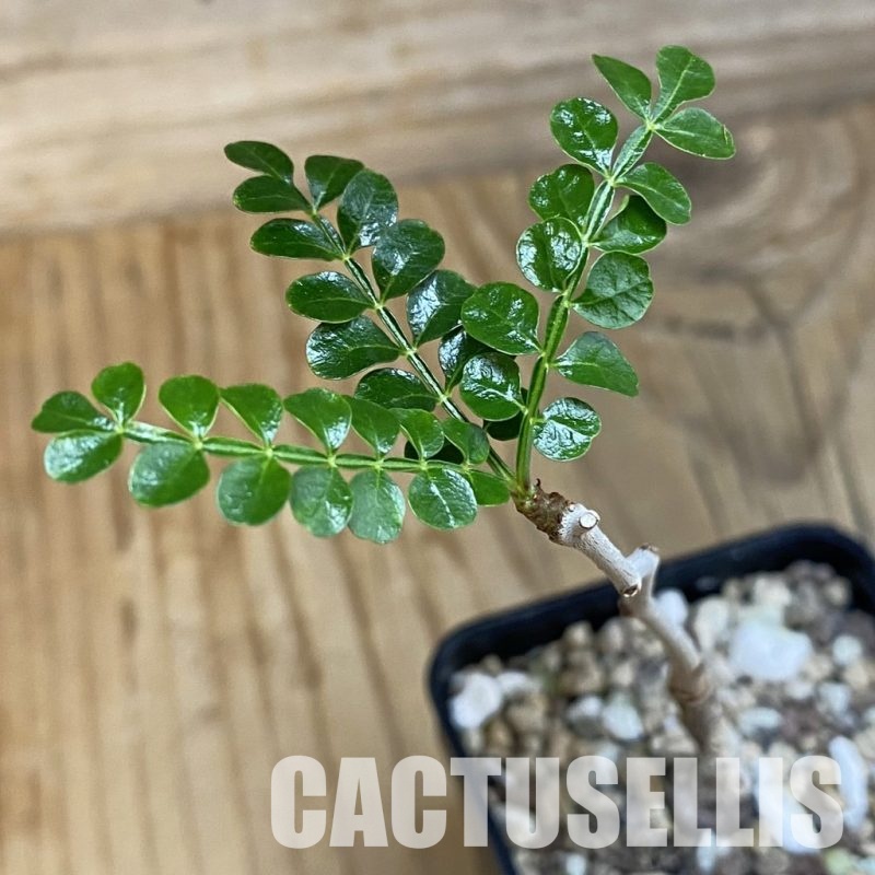 SH31860 Operculicarya pachypus